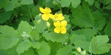 Treatment of nail fungi in the legs Celandine
