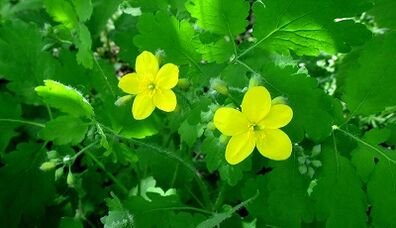 Celandine for the treatment of fungi in nails